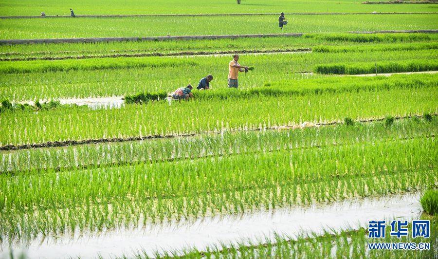 富硒大米东北基地(东北富硒大米的营养价值和功效)-硒宝网