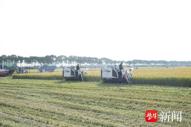 富硒大米江苏产地(富硒大米哪里生产最好)-硒宝网