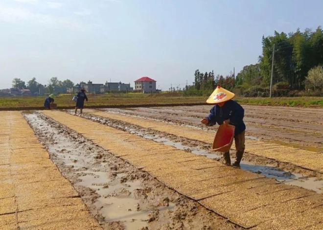 广西富硒有机大米（富硒大米好在哪）-硒宝网