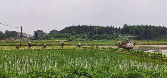 广西富硒有机大米（富硒大米好在哪）-硒宝网