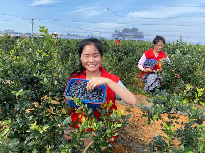 广西富硒有机大米（富硒大米好在哪）-硒宝网