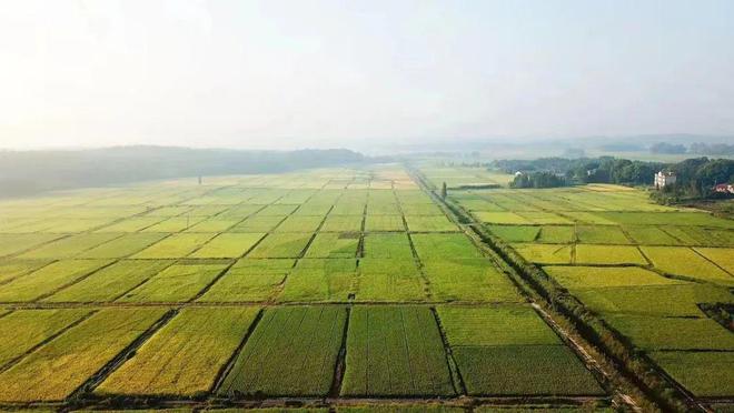 广西富硒有机大米（富硒大米好在哪）-硒宝网