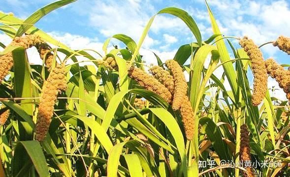 富硒大米之乡在哪（富硒大米市场前景）-硒宝网