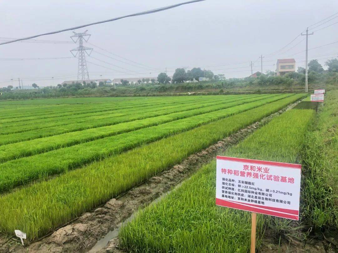 巴山富硒大米产地(富硒大米哪里生产最好)-硒宝网