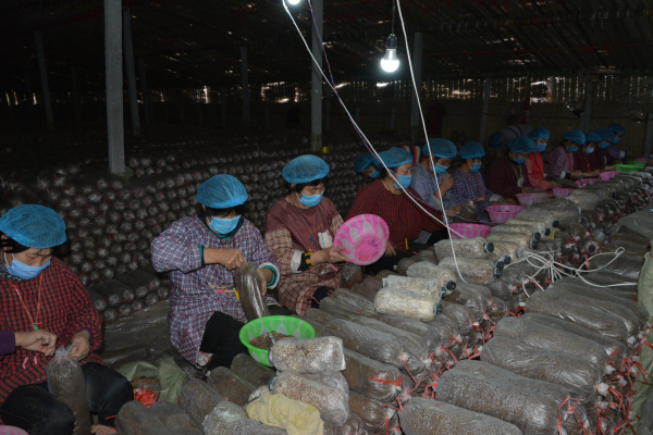 巴山富硒大米产地（巴东富硒大米）-硒宝网