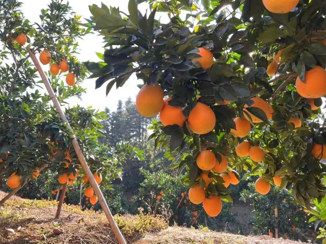 赣南农家富硒大米（陕南富硒大米）-硒宝网