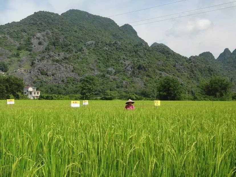 富硒大米5.6块（大米富硒米是健康食品吗）-硒宝网