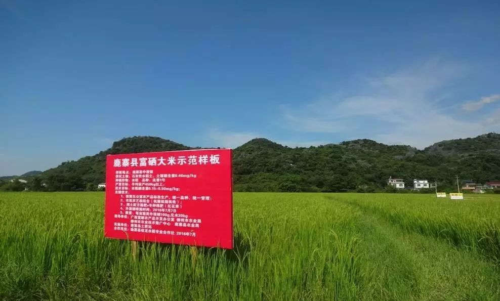 富硒大米5.6块（大米富硒米是健康食品吗）-硒宝网