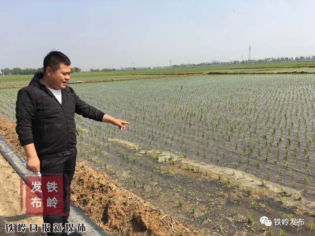 富硒大米直播贴片(富硒优质大米)-硒宝网