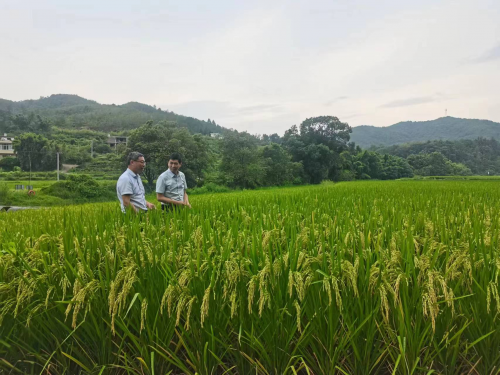 嘉善富硒大米产量（嘉禾富硒大米）-硒宝网