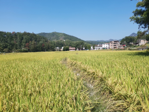 嘉善富硒大米产量（嘉禾富硒大米）-硒宝网