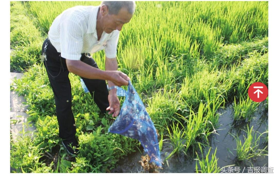 延边大米有机富硒(延寿富硒大米)-硒宝网