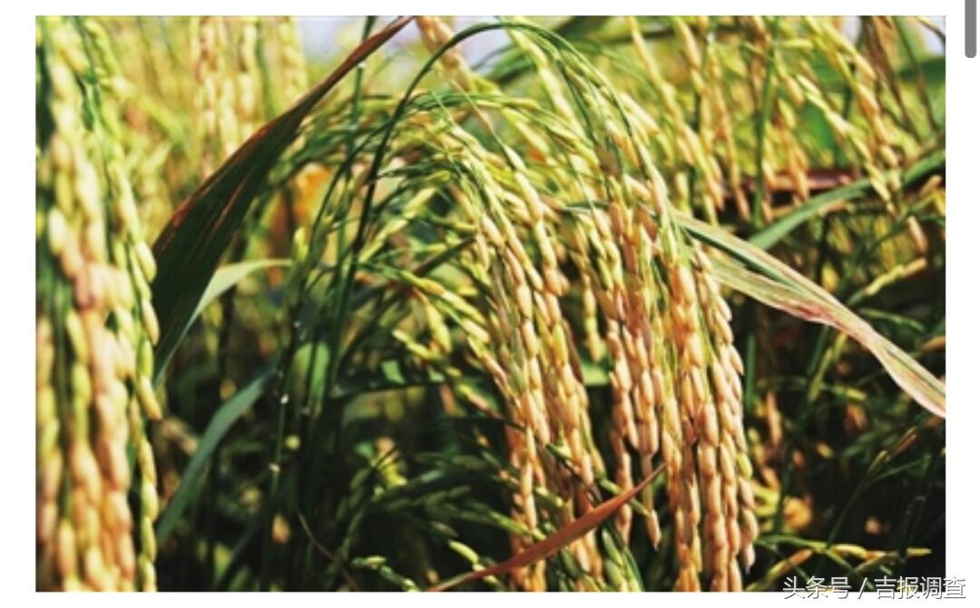 延边大米有机富硒(延寿富硒大米)-硒宝网