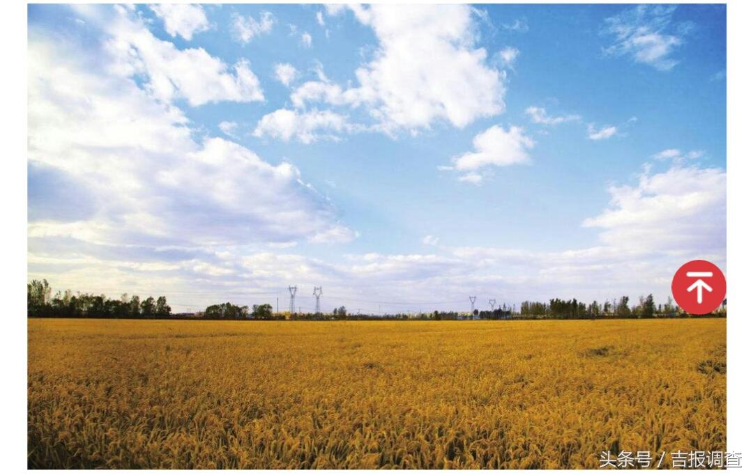 延边大米有机富硒(延寿富硒大米)-硒宝网