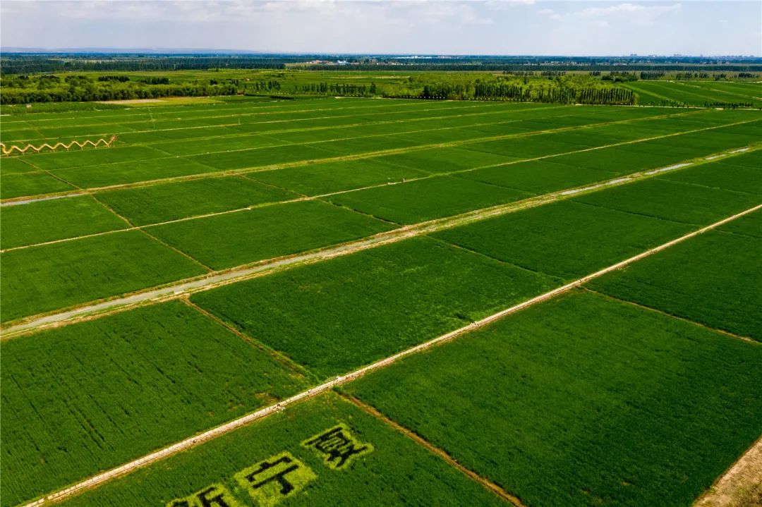 宁夏富硒大米简介(宁夏的大米有名吗)-硒宝网