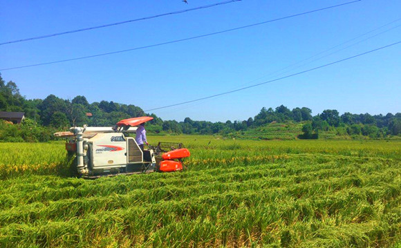 宁波富硒大米批发(宁波大米批发供应商)-硒宝网