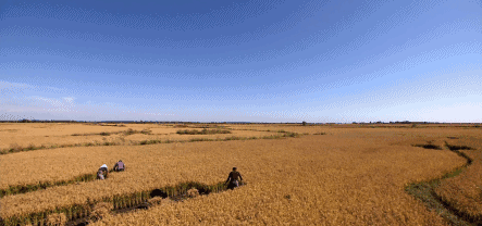 政府采购富硒大米（富硒大米市场前景）-硒宝网