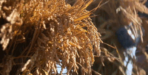 政府采购富硒大米（富硒大米市场前景）-硒宝网