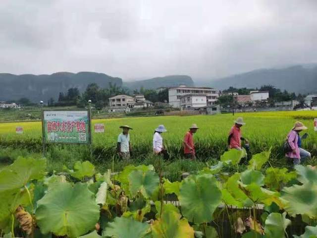 宜宾长宁富硒大米(宜春富硒大米)-硒宝网