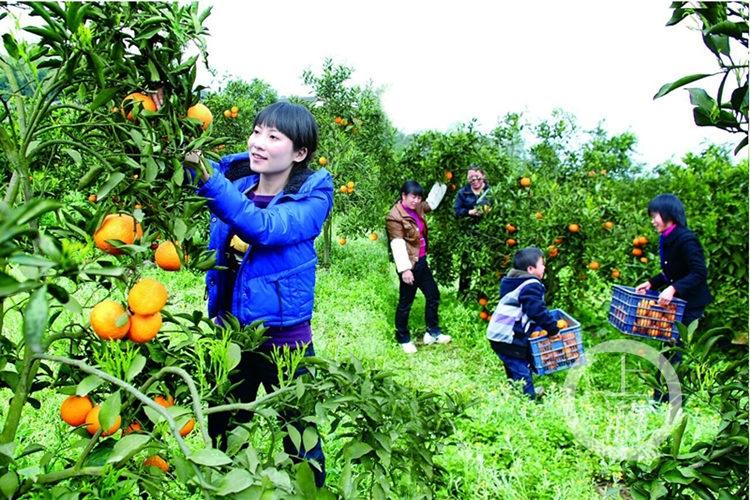 江津高山富硒大米（高安富硒大米）-硒宝网