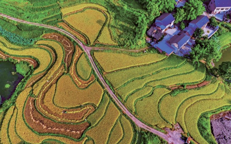 砀山富硒大米收购(富硒大米市场前景)-硒宝网