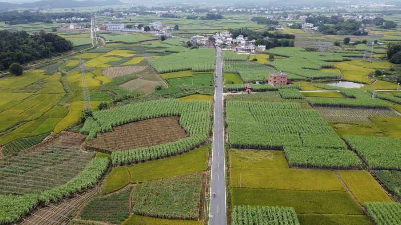 贵港富硒大米脱贫(贵港市富硒大米)-硒宝网