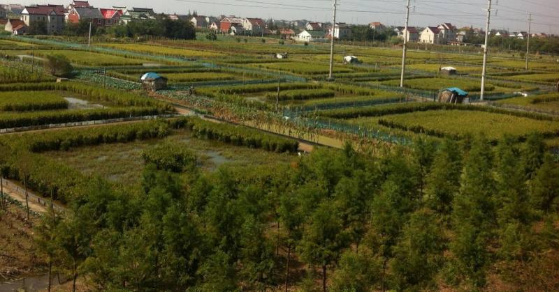 稻田富硒大米介绍(大米稻田富硒介绍图片)-硒宝网