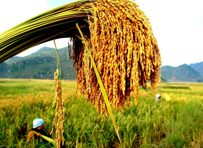 稻田富硒大米介绍(大米稻田富硒介绍图片)-硒宝网