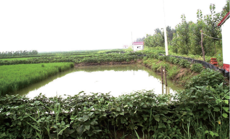 稻田富硒大米介绍(大米稻田富硒介绍图片)-硒宝网