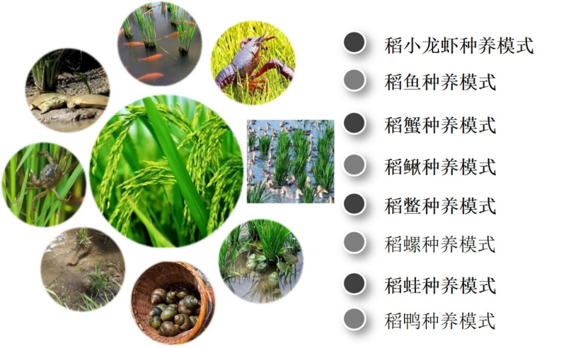 稻田富硒大米介绍(大米稻田富硒介绍图片)-硒宝网