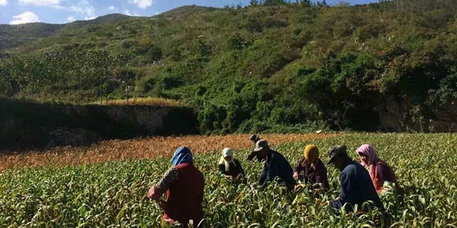 中山有机富硒大米(富硒大米生产技术)-硒宝网