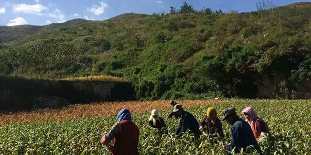 中山有机富硒大米(富硒大米生产技术)-硒宝网