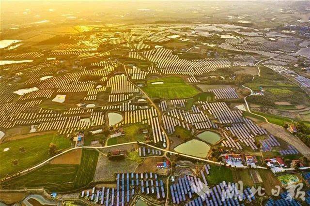 湖北富硒大米供应(大米湖北供应富硒产品)-硒宝网