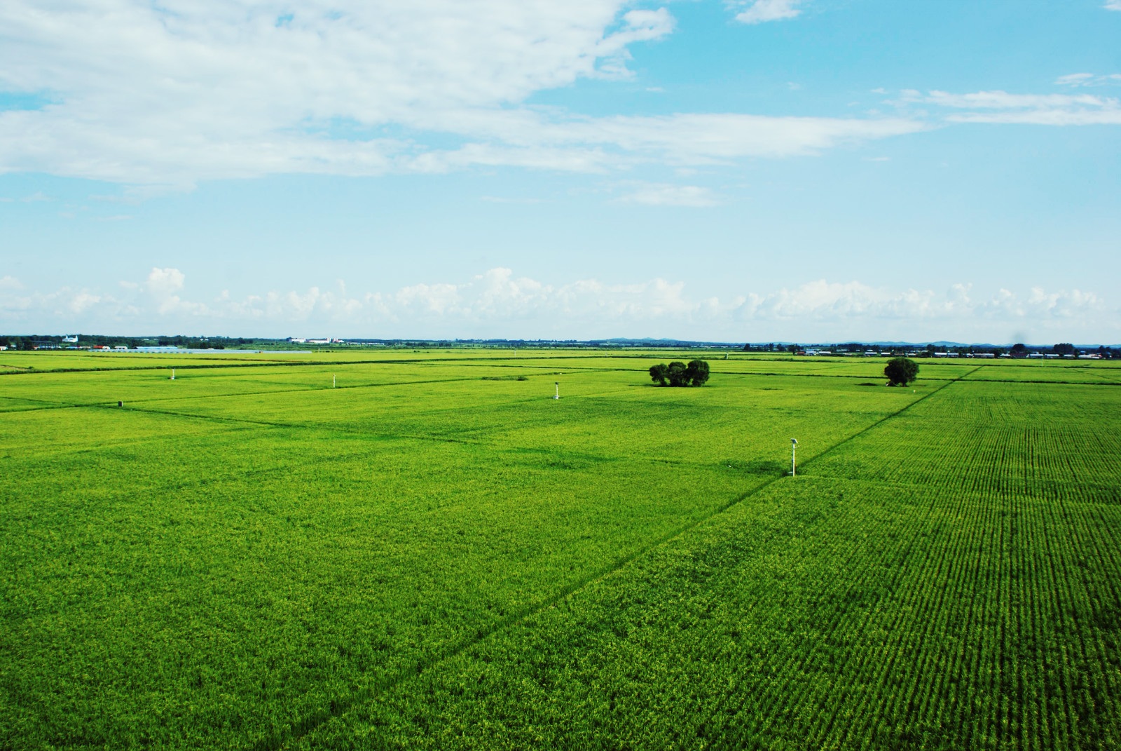 富硒大米专家讲解(富硒大米的由来)-硒宝网