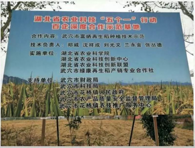 湖北富硒有机大米(富硒优质大米)-硒宝网