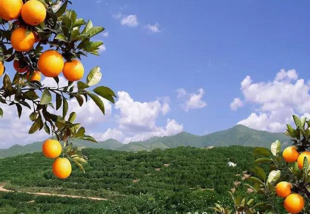 江西龙南富硒大米（江西富硒大米基地）-硒宝网