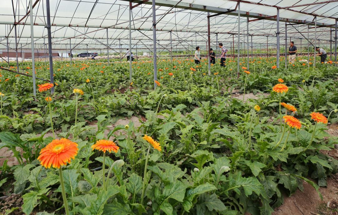 吉林梨树富硒大米(吉林富硒大米价格)-硒宝网