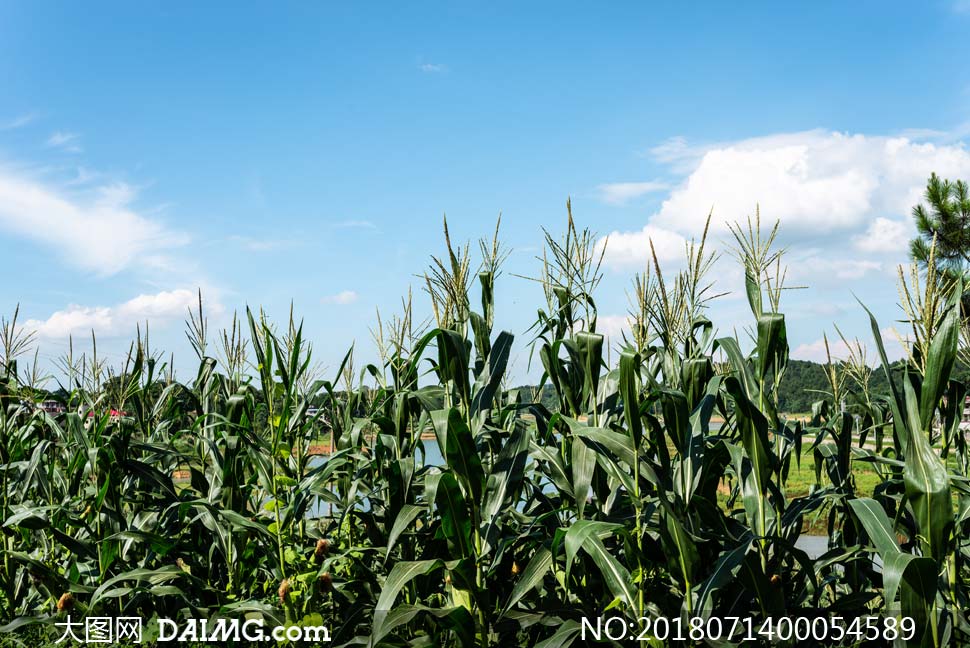 湖南龙凤富硒大米（龙潭富硒大米）-硒宝网