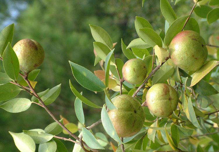 丰城富硒大米品种(丰城富硒米多少一斤)-硒宝网