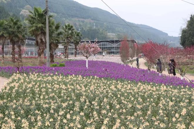 乐山有机富硒大米（四川富硒大米）-硒宝网