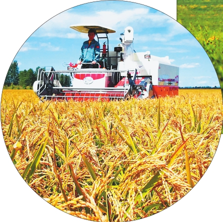 宁夏富硒大米咋样(富硒大米好在哪)-硒宝网