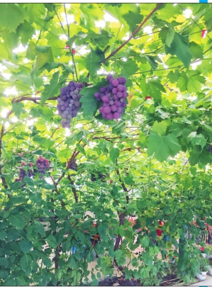 宁夏富硒大米咋样(富硒大米好在哪)-硒宝网