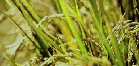 海南定安富硒大米（赣南富硒大米）-硒宝网