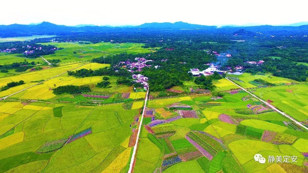 海南定安富硒大米（赣南富硒大米）-硒宝网
