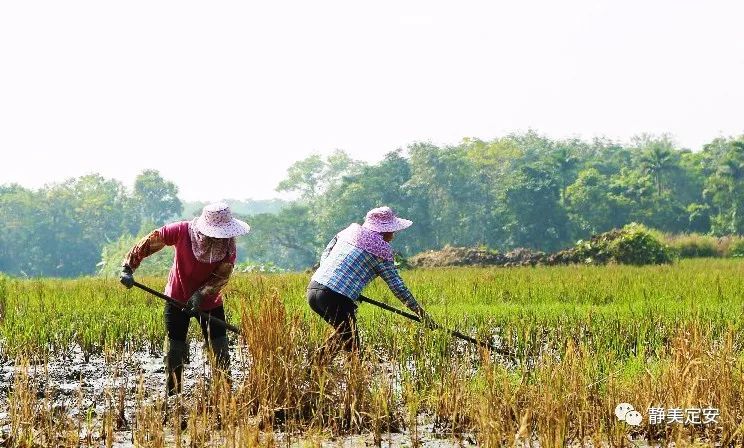 海南定安富硒大米（赣南富硒大米）-硒宝网