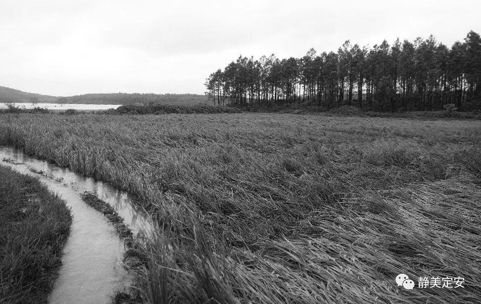 海南定安富硒大米（赣南富硒大米）-硒宝网