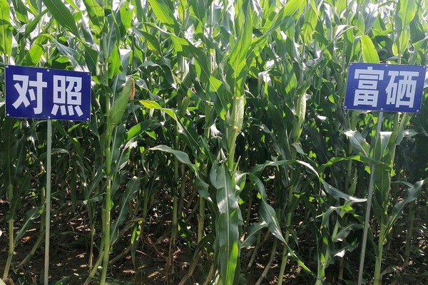 富硒大米产业规模（中国天然富硒大米产地）-硒宝网