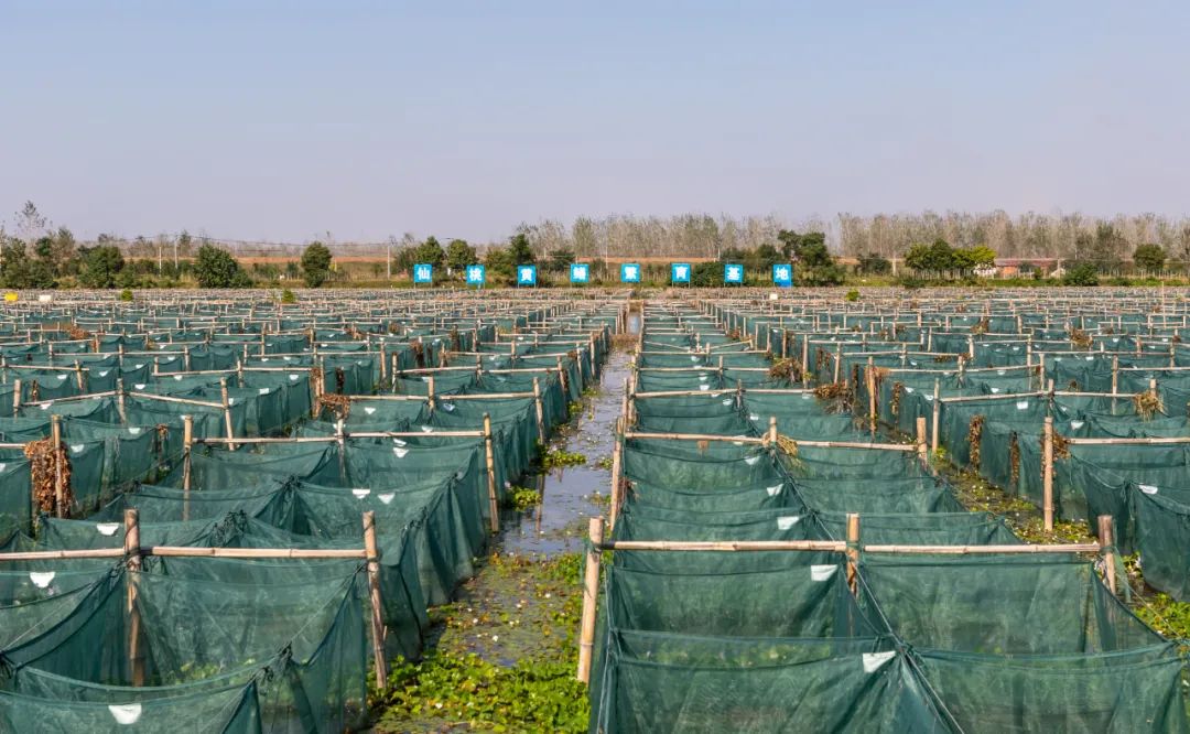 天门富硒大米含量（大米的含硒量）-硒宝网