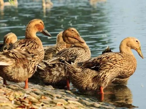 天门富硒大米含量（大米的含硒量）-硒宝网