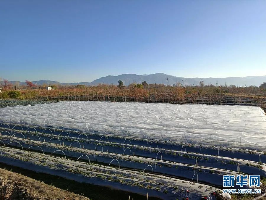 富硒大米简介资料（富硒大米介绍词）-硒宝网